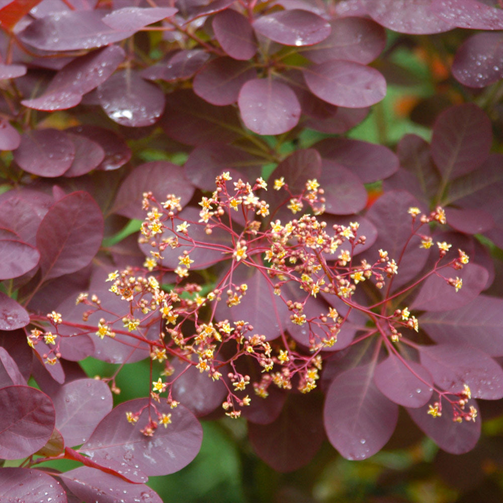 purple smoke tree