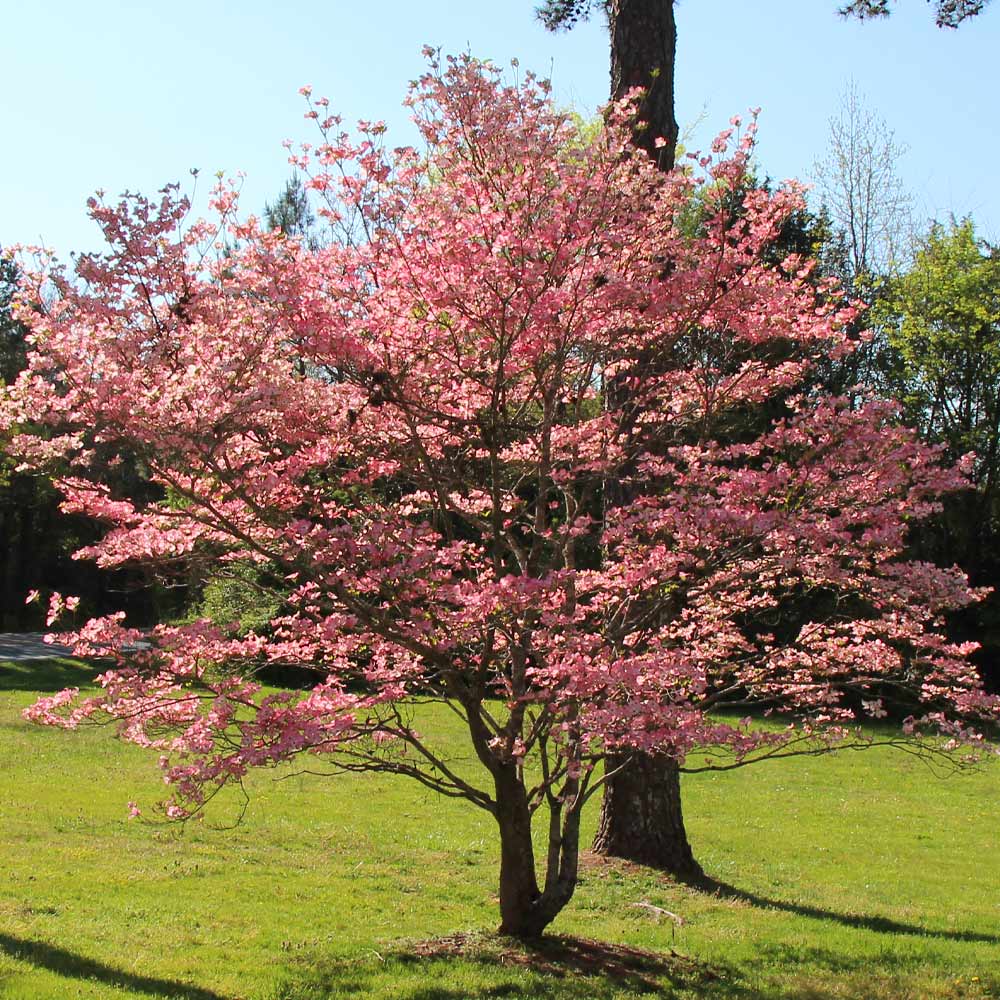 Dogwood tree care information