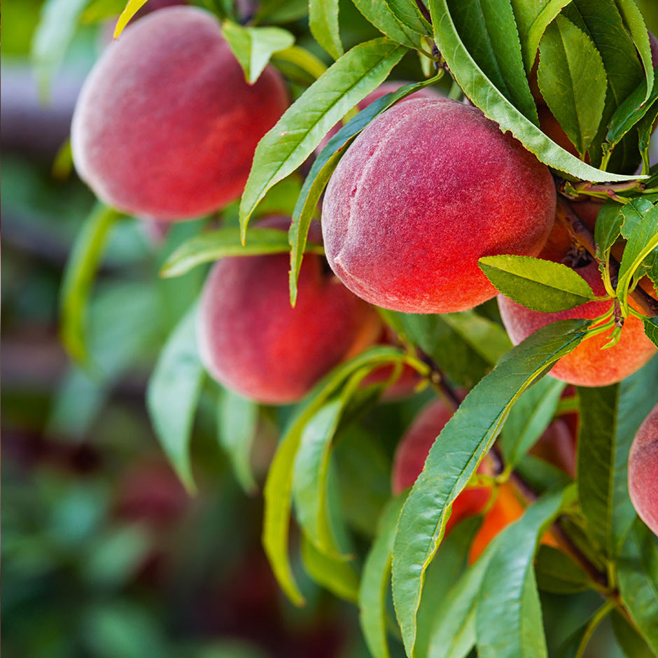 Red Haven Peach Trees For Sale