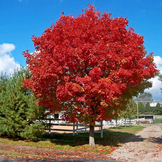 red sunset maple fall color