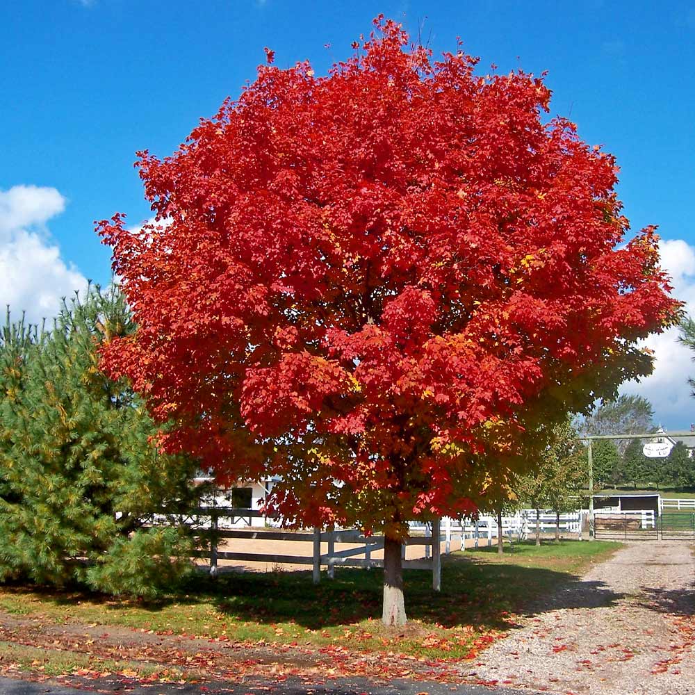 red sunset maple