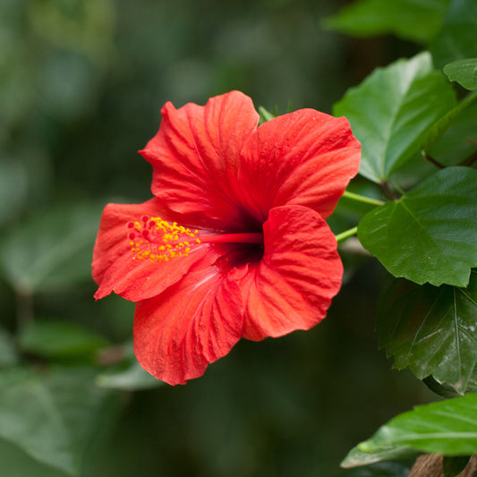 Red Tropical Hibiscus Trees for Sale | BrighterBlooms.com