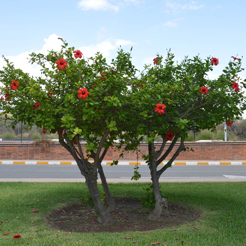 Red Tropical Hibiscus Trees For Sale Brighterblooms Com