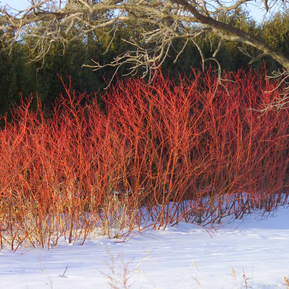 red twig dogwood bush