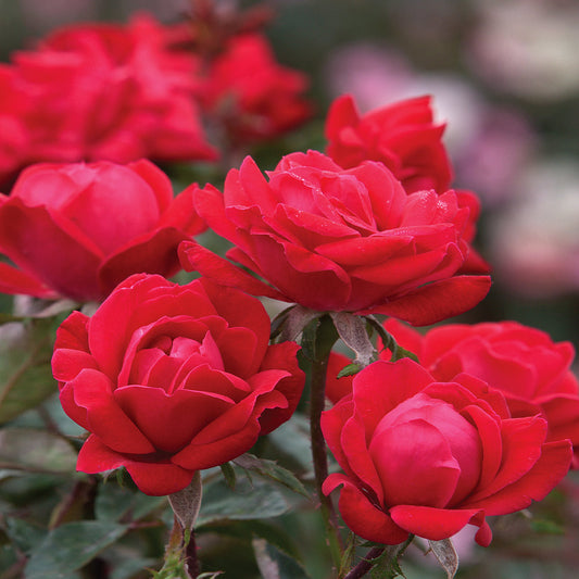 Red Double Knock Out Roses for Sale | BrighterBlooms.com