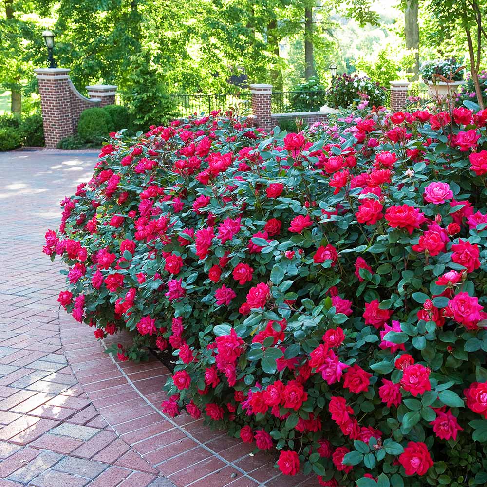 Image of Black plastic mulch for Knockout roses