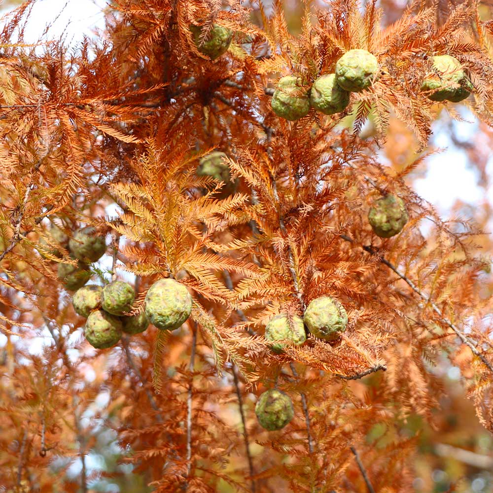 Dawn Redwood Trees For Sale 