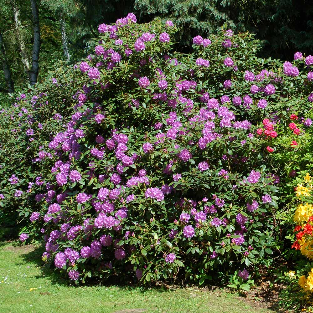 Image of Rhododendron shrub