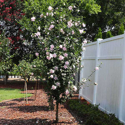 Azurri Blue Satin® - Rose of Sharon - Hibiscus syriacus