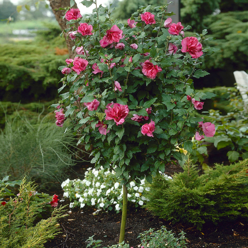 red-rose-of-sharon-althea-trees-for-sale-brighterblooms