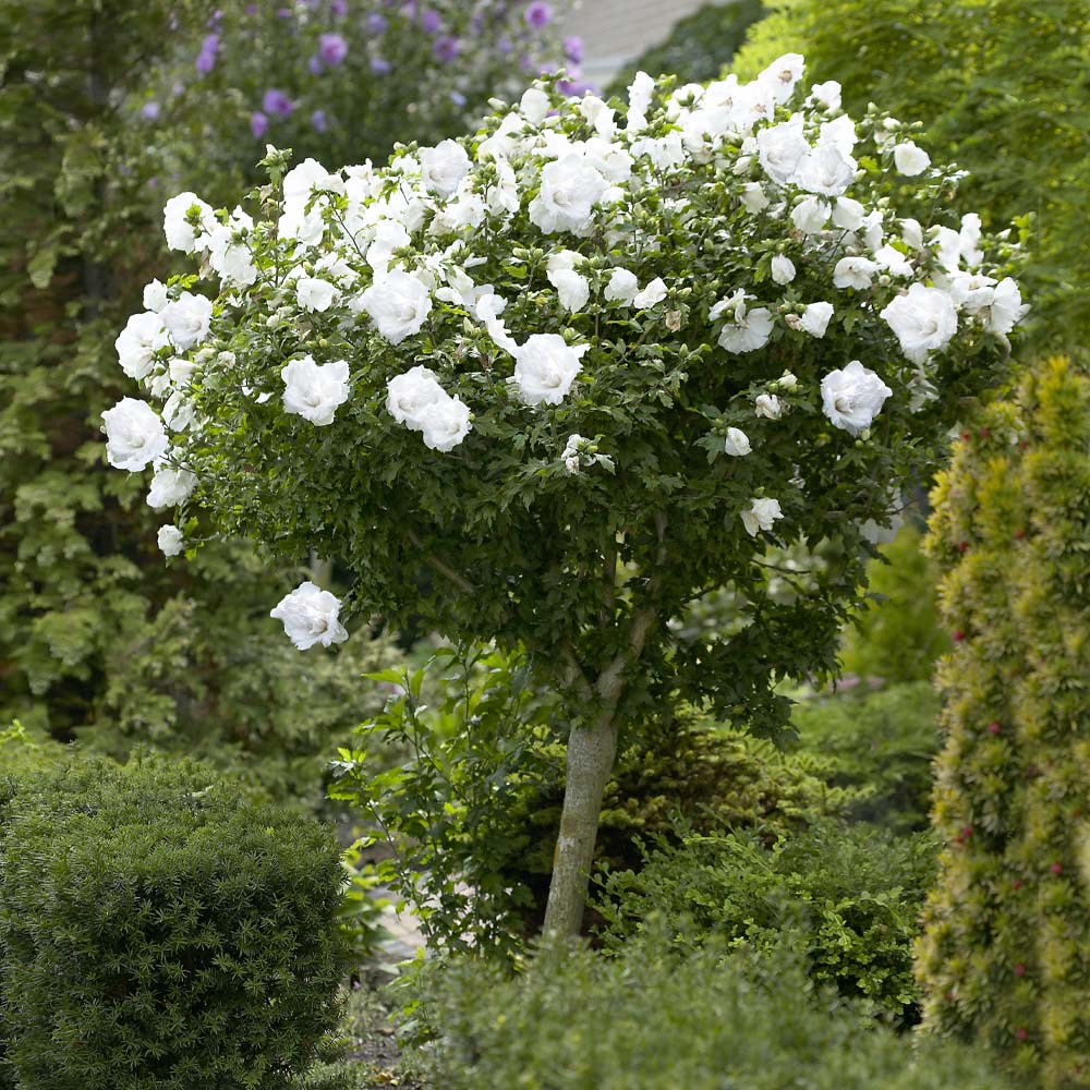 White Rose Of Sharon Althea Trees For Sale Brighterblooms Com