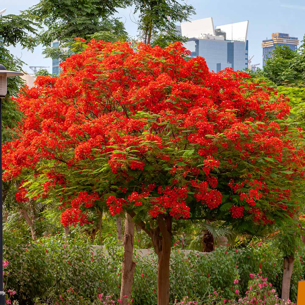 Image of Royal poinciana tall container plant for shade
