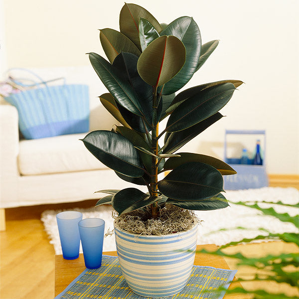 Rubber Tree Plants for Sale | BrighterBlooms.com