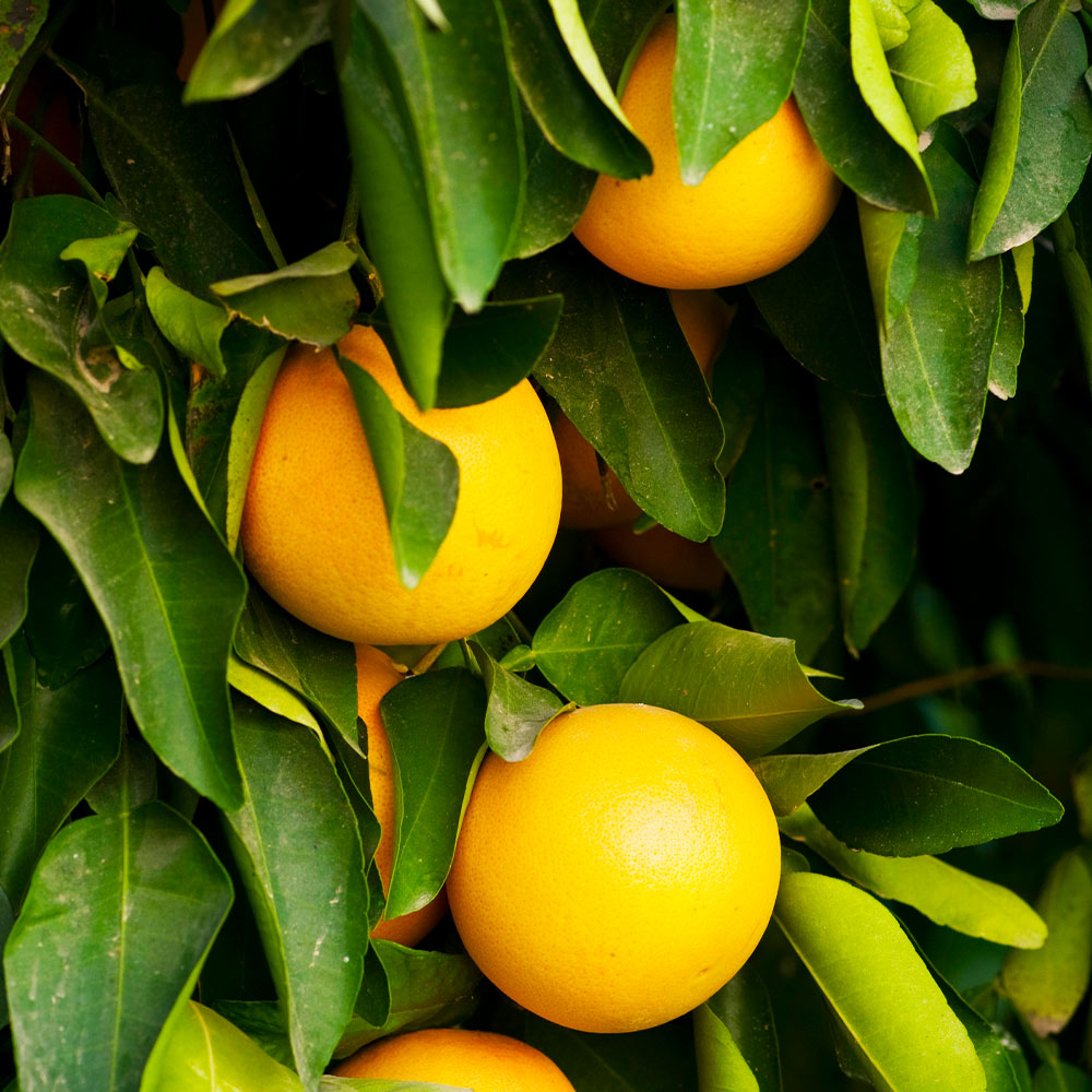 ruby grapefruit tree