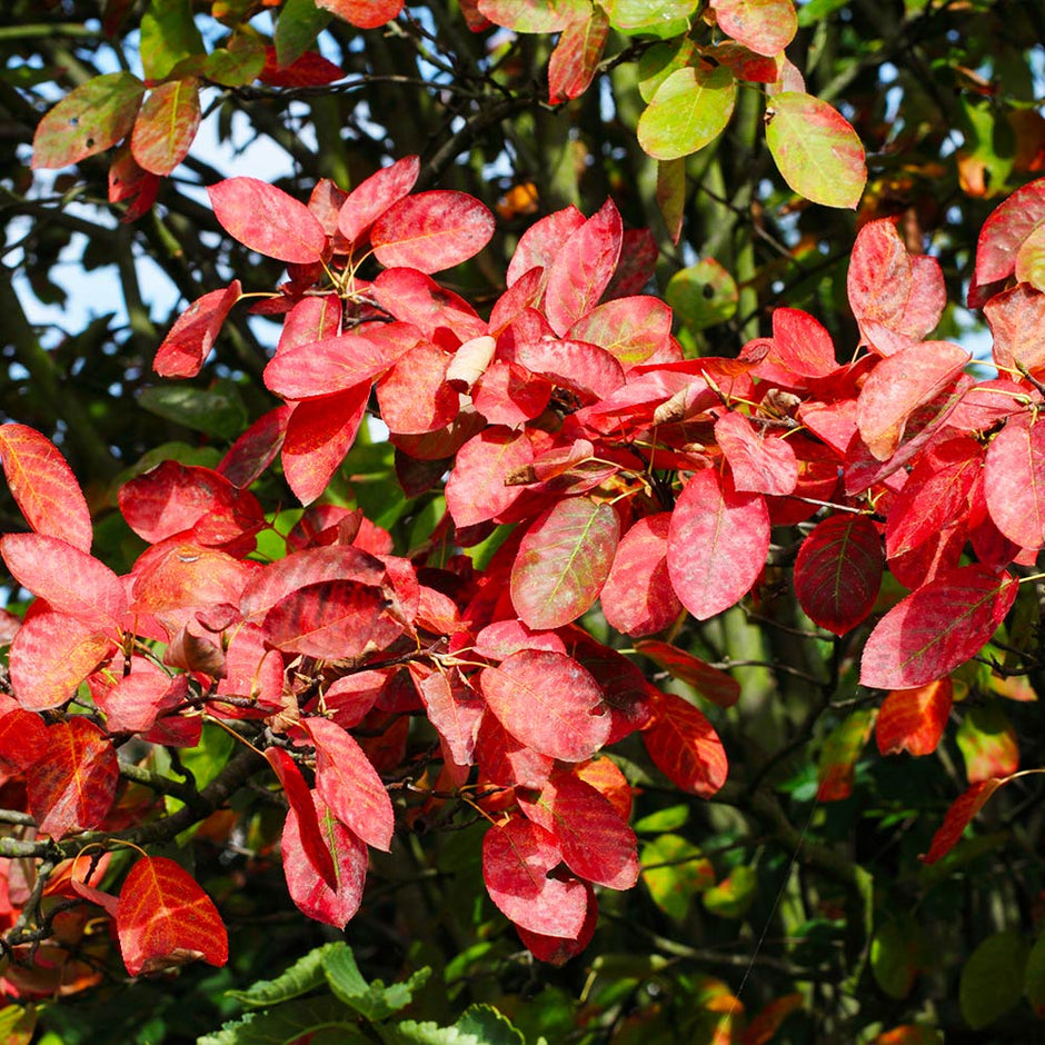 serviceberry autumn brilliance fruit