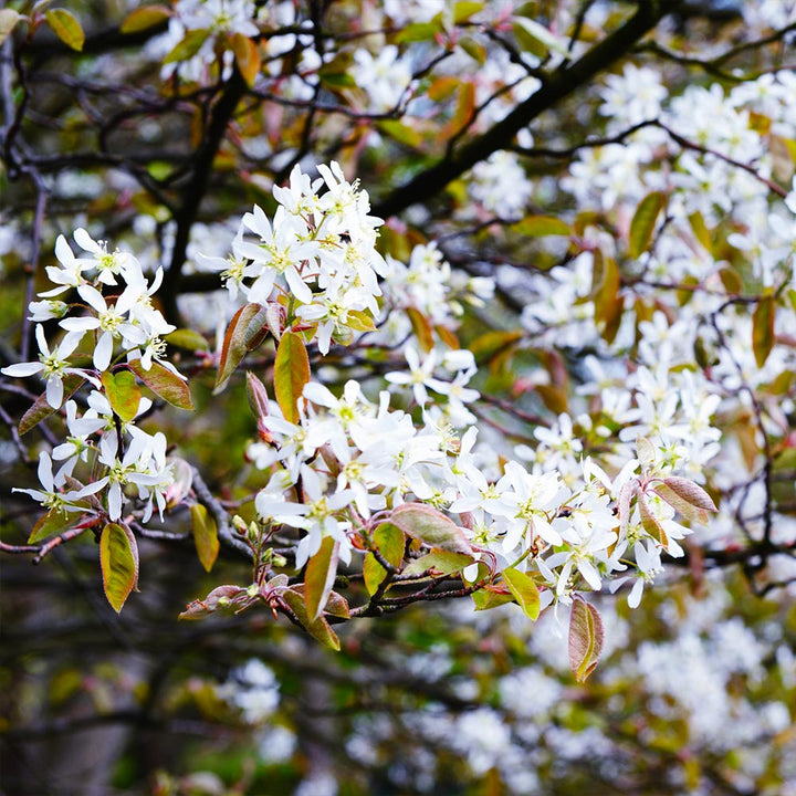 serviceberry autumn brilliance fruit