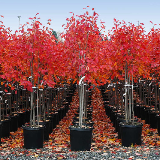 autumn brilliance serviceberry tree