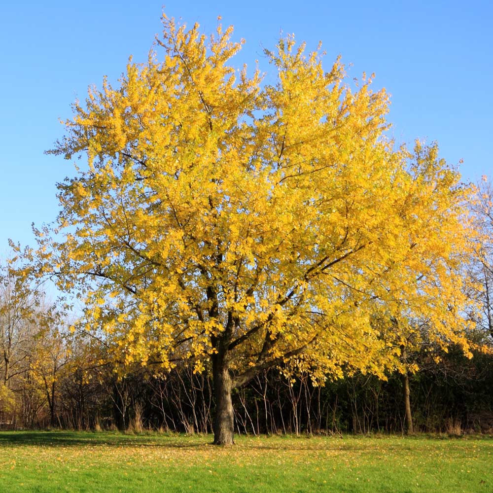 silver maple trees