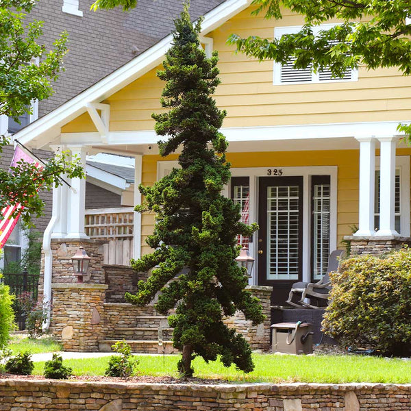 slender hinoki cypress tree