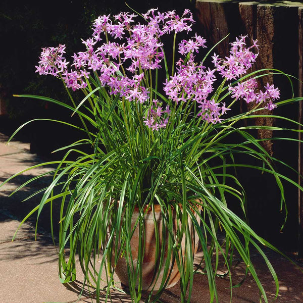 Society Garlic Plant - Brighter Blooms Nursery – BrighterBlooms.com
