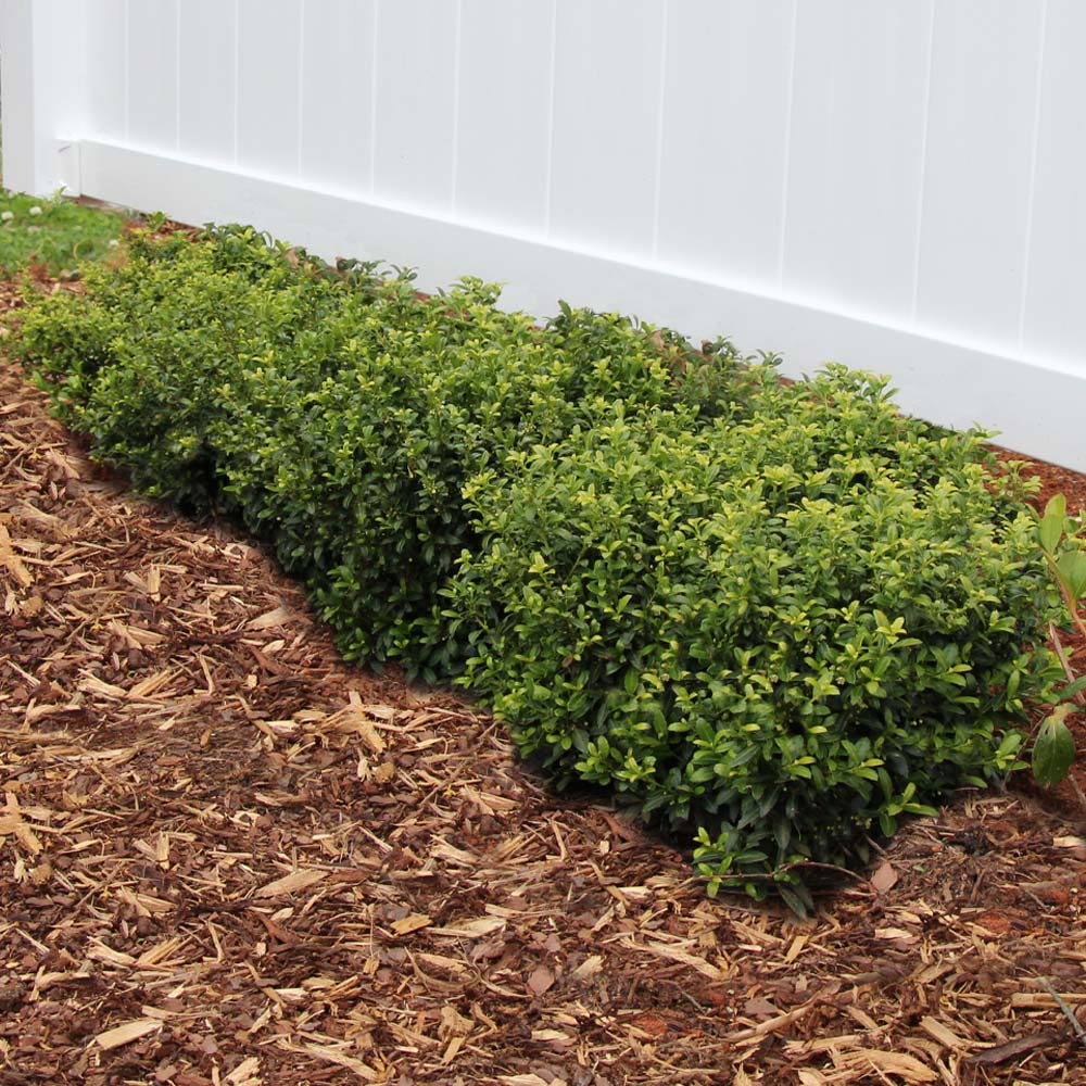 Image of Holly shrub for landscaping