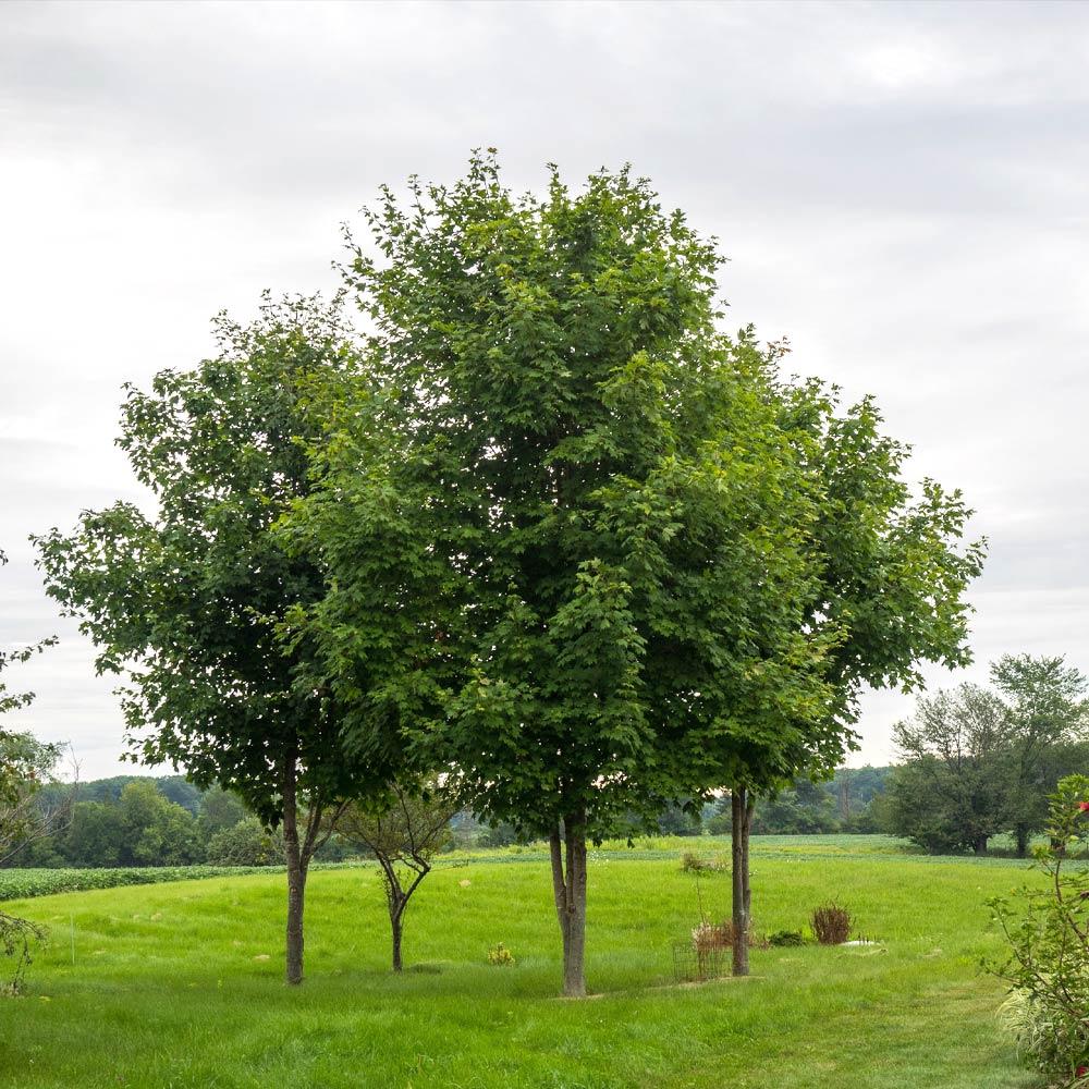 mature sugar maple trees for sale