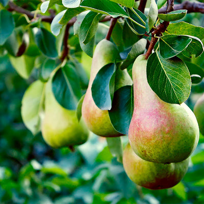 Online Orchards Dwarf Bosc Pear Tree - Sweet and Hardy Cinnamon Brown Pears (Bare-Root, 3 ft. to 4 ft. Tall, 2-Years Old)