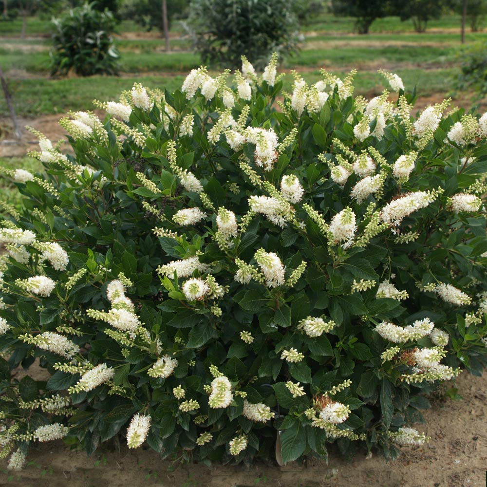 Image of Summersweet shrub in a garden