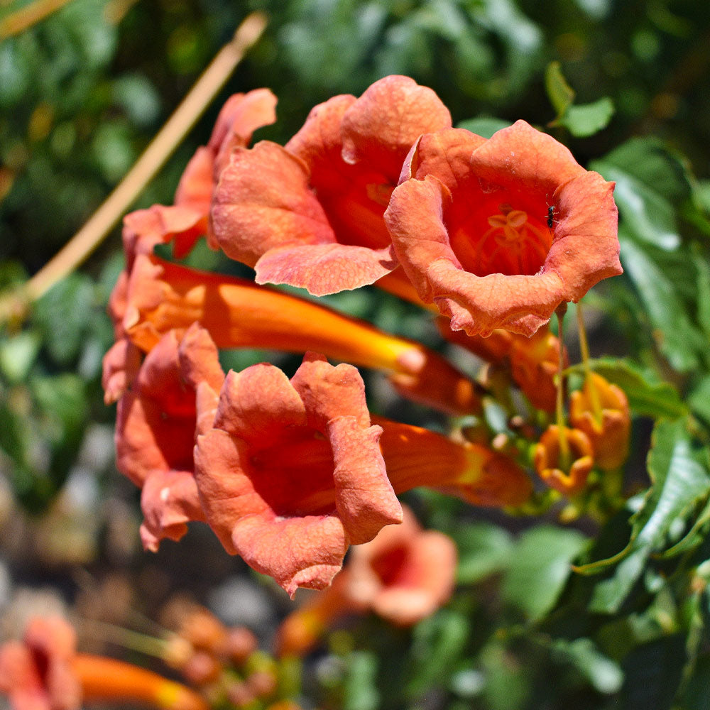 bignonia capreolata tangerine beauty