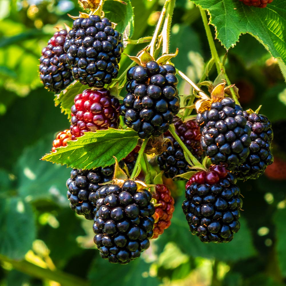 Thornless Blackberry Bushes for Sale | BrighterBlooms.com