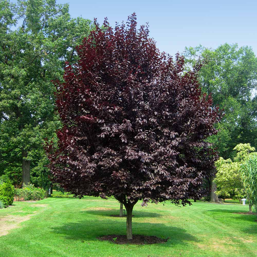 Thundercloud Plum Trees For Sale