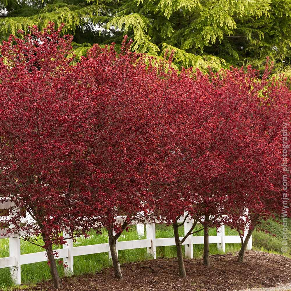 purple plum tree scientific name