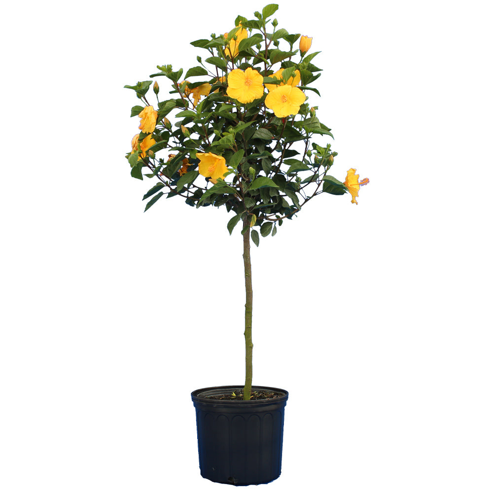 Yellow Tropical Hibiscus Trees For Sale Brighterblooms Com