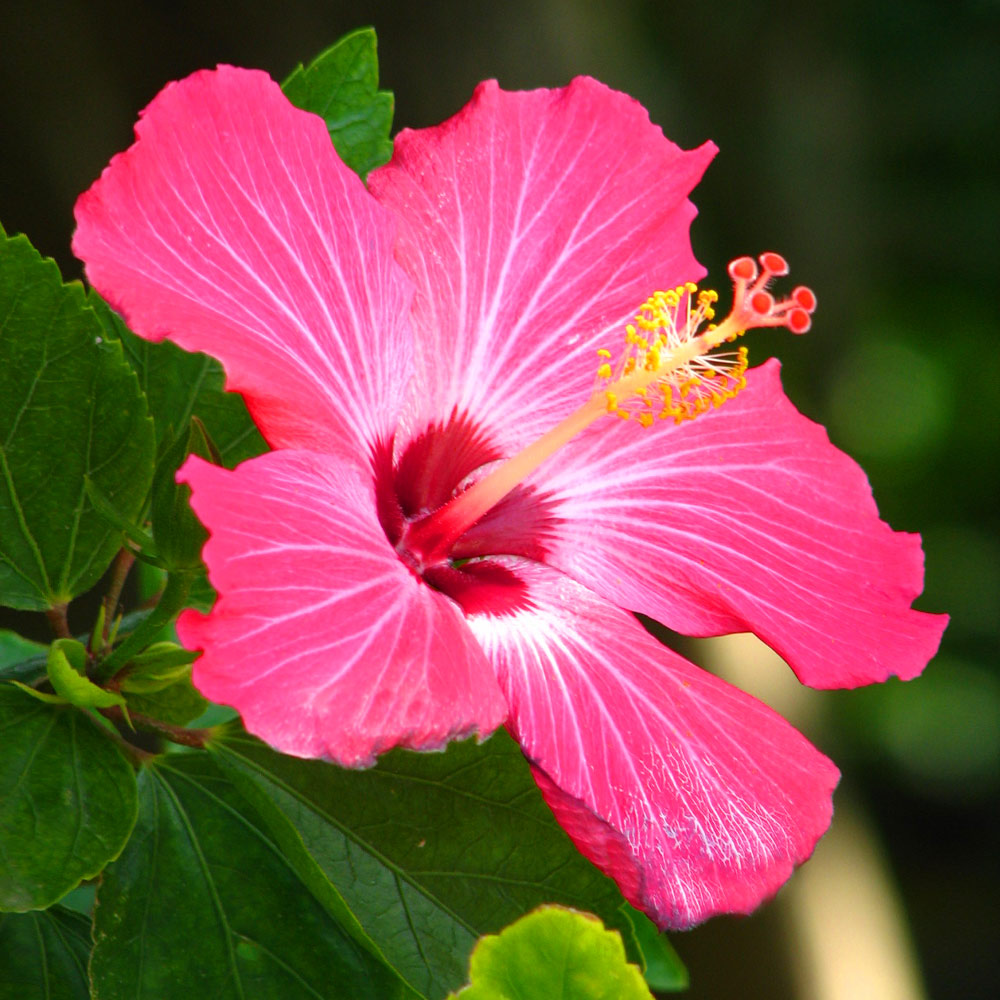 Pink Tropical Hibiscus Trees For Sale 6E7