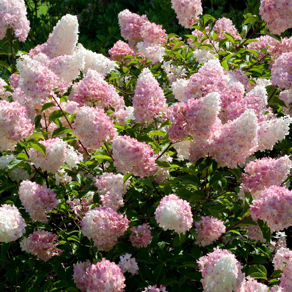 Image of Vanilla strawberry hydrangea shrub image 2