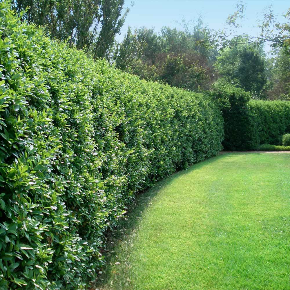 Image of Japanese privet tree hedge