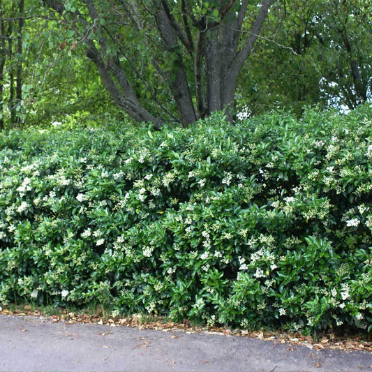 Waxleaf Privet Hedge - Ligustrum japonicum for Sale - Brighter Blooms ...
