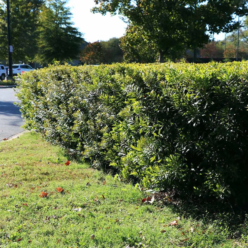 wax myrtle bush