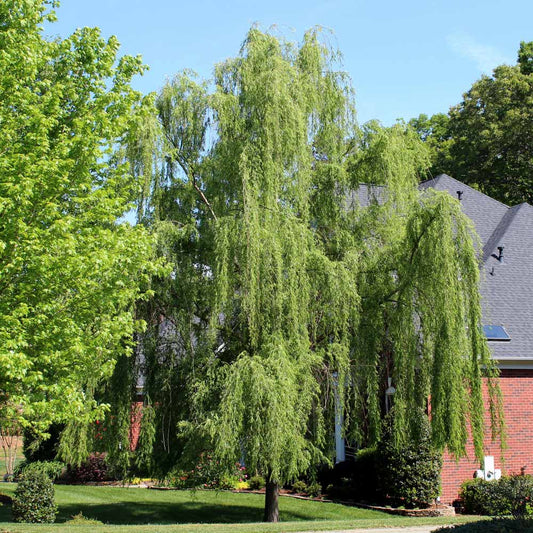 Weeping Willow Trees For Sale