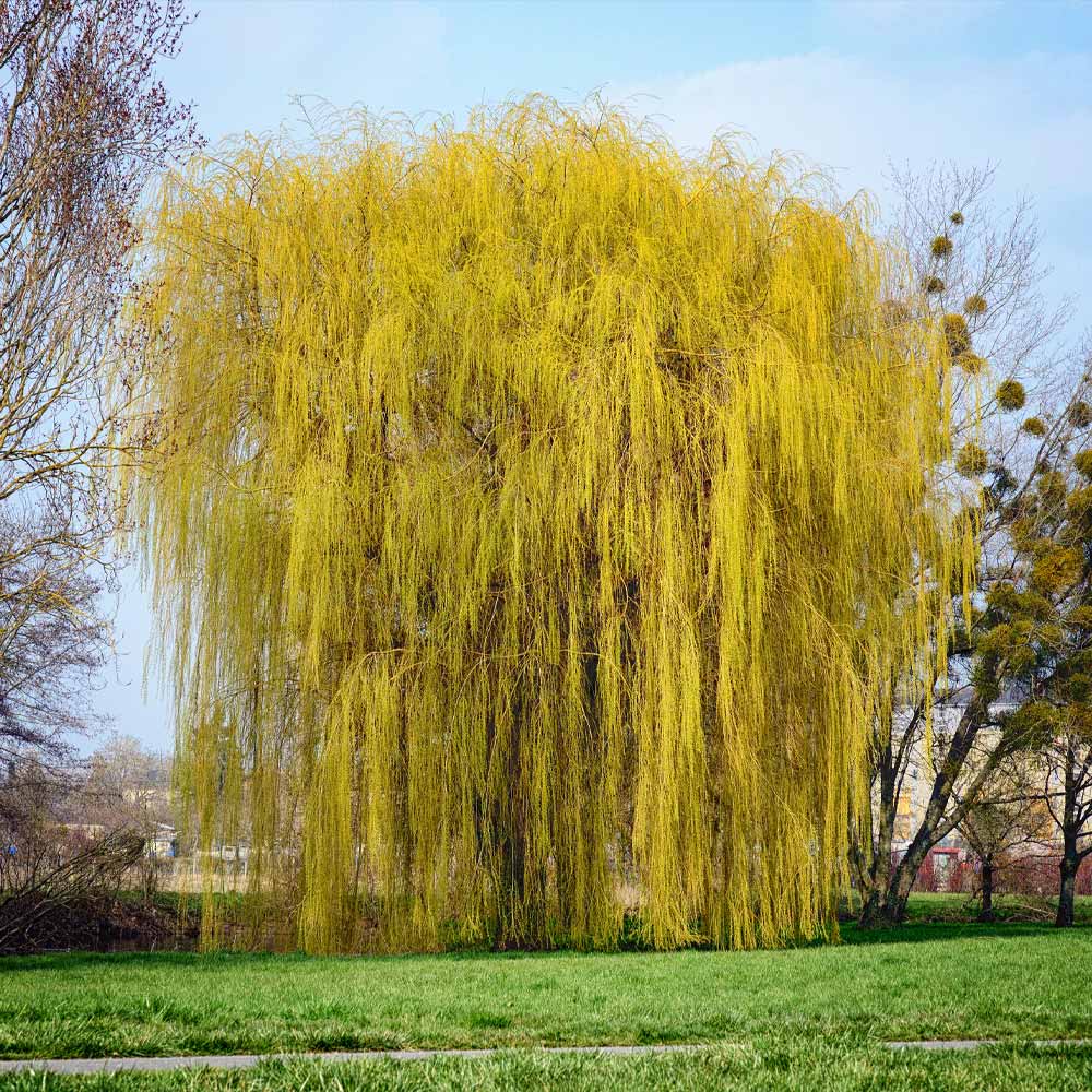 Weeping Willow Trees For Sale Brighterblooms Com