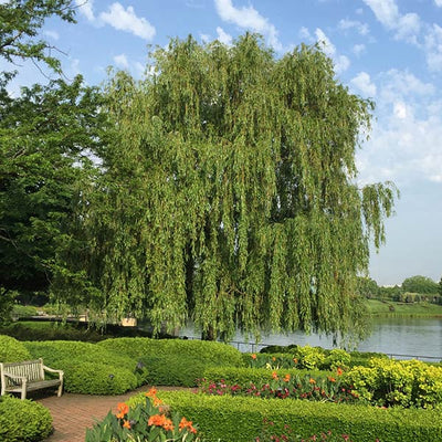 Curly Willow, Tortuous Willow, Curly Willow, Salix Tortuosa, Golden  Decoration 100cm, Curly Willow, Twigs, Branches, Bouquet, Gold Color -   Denmark