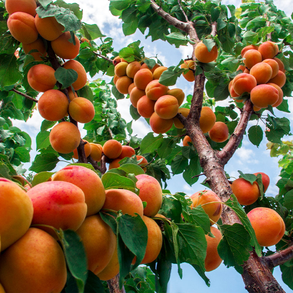 Wenatchee Apricot Trees Sale | BrighterBlooms.com