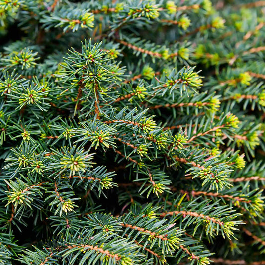 White Spruce Trees for Sale | BrighterBlooms.com