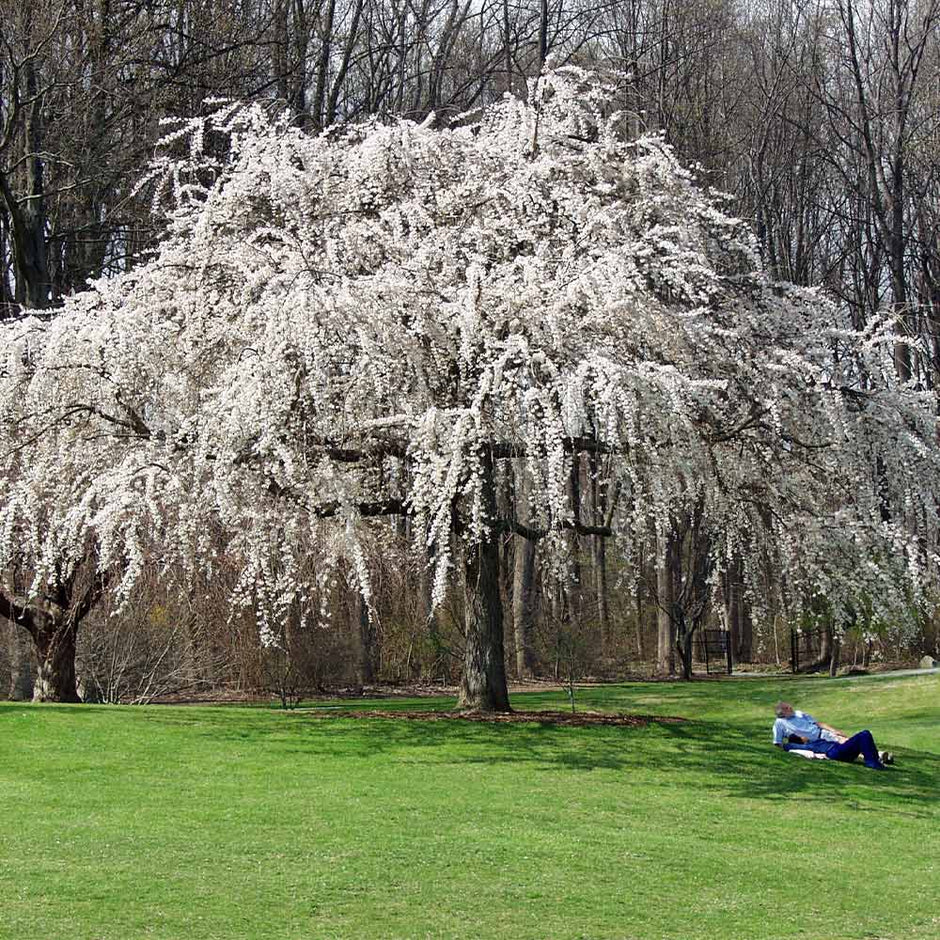 flowering purple tree wisconsin