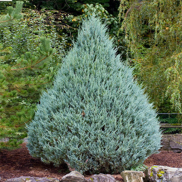 Wichita Blue Junipers for Sale | BrighterBlooms.com