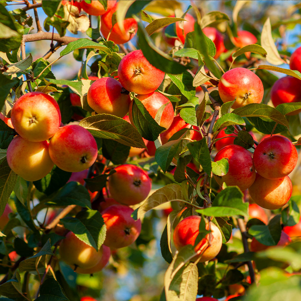 Winesap Apple Trees for Sale