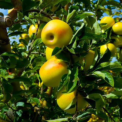 Online Orchards 3 ft. Red McIntosh Apple Tree with Scarlet Splashed Tart Fruit Great for Eating and Baking