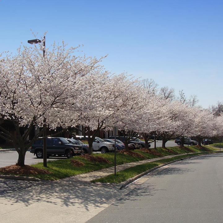 Yoshino Cherry Trees For Sale Brighterblooms Com