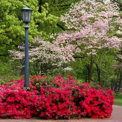 Coral Bells Azalea Bushes for Sale | BrighterBlooms.com