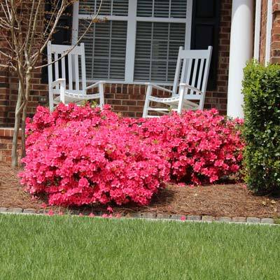 Coral Bells Azalea Bushes for Sale | BrighterBlooms.com